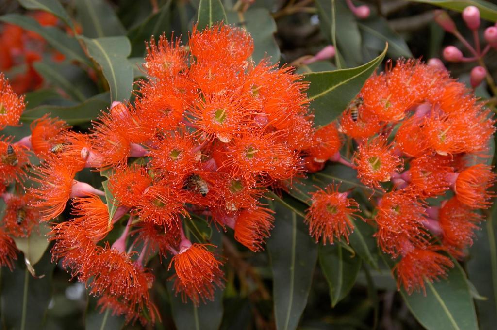 Ficifolia Lodge Parndana Eksteriør billede